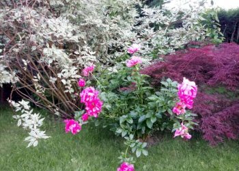 Terreno - Appartamento corso Susa, 17, Buttigliera Alta - foto 11