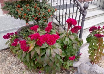 Giardino - Appartamento corso Susa, 17, Buttigliera Alta - foto 31