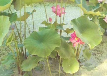 Giardino - Appartamento corso Susa, 17, Buttigliera Alta - foto 39