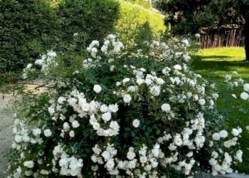 Terreno - Appartamento corso Susa, 17, Buttigliera Alta - foto 43