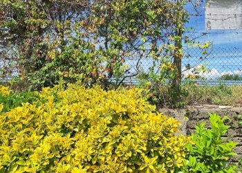 1000174462.jpg - Appartamento Via Antonio Varisco 34, Morlupo - foto 19