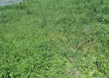 Foto 11 - Terreno edificabile Portico di Caserta - foto 11