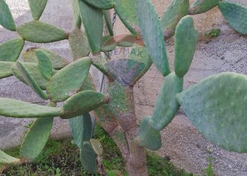 Dettagli - Villa contrada San Giuseppe
 
snc, Partinico - foto 45