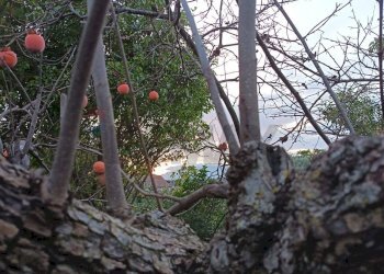 Giardino - Villa contrada San Giuseppe
 
snc, Partinico - foto 56