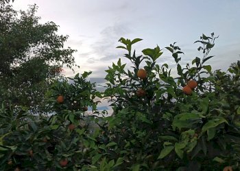 Edificio all\'aperto - Villa contrada San Giuseppe
 
snc, Partinico - foto 58