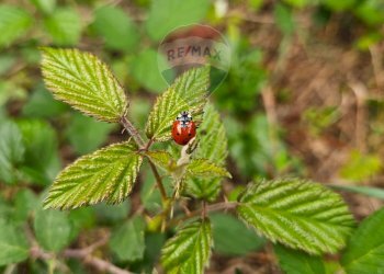 Dettagli - Villa ss 643, Polizzi Generosa - foto 23