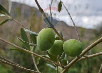 Dettagli - Villa ss 643, Polizzi Generosa - foto 26