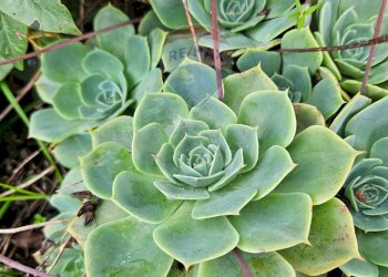 Dettagli - Villa ss 643, Polizzi Generosa - foto 34