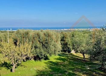 IMG_2728.jpg - Terreno agricolo Contrada San Vincenzo, Monopoli - foto 1