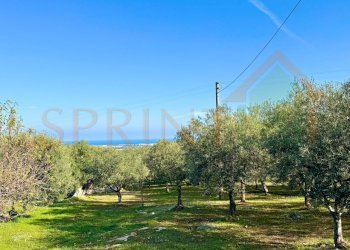 IMG_2722.jpg - Terreno agricolo Contrada San Vincenzo, Monopoli - foto 2