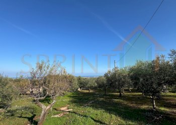 IMG_2723.jpg - Terreno agricolo Contrada San Vincenzo, Monopoli - foto 3