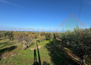 IMG_2730.jpg - Terreno agricolo Contrada San Vincenzo, Monopoli - foto 4