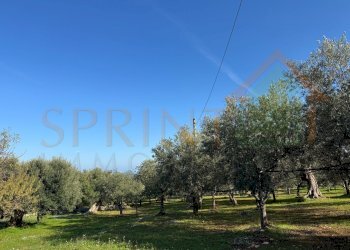 IMG_2732.jpg - Terreno agricolo Contrada San Vincenzo, Monopoli - foto 5