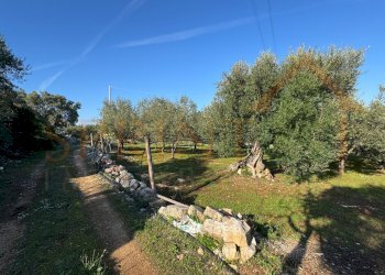 IMG_2726.jpg - Terreno agricolo Contrada San Vincenzo, Monopoli - foto 6