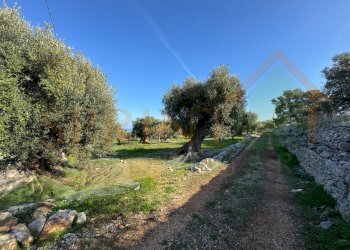 IMG_2720.jpg - Terreno agricolo Contrada San Vincenzo, Monopoli - foto 7