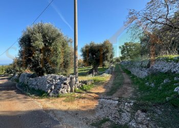 IMG_2719.jpg - Terreno agricolo Contrada San Vincenzo, Monopoli - foto 8