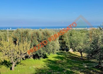 IMG_2728 PREZZO RIB .jpg - Terreno agricolo Contrada San Vincenzo, Monopoli - foto 1