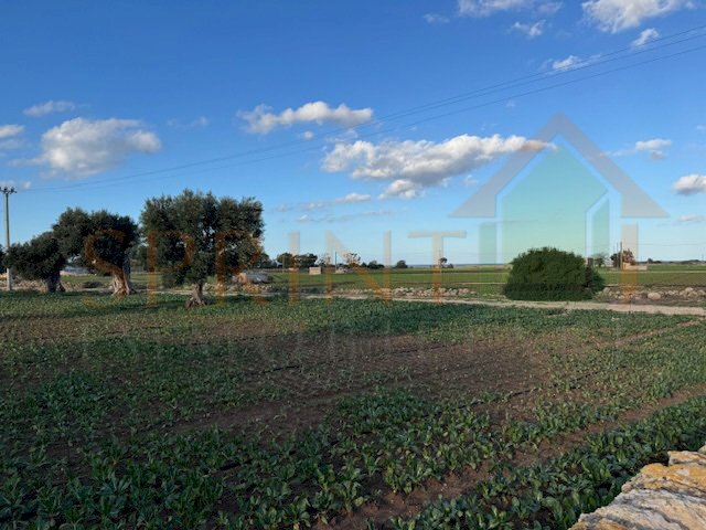 IMG_2492.jpg - Terreno agricolo Contrada Egnazia, Monopoli - foto 3