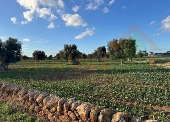 IMG_2488.jpg - Terreno agricolo Contrada Egnazia, Monopoli - foto 1