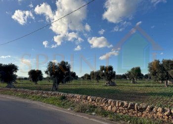 IMG_2489.jpg - Terreno agricolo Contrada Egnazia, Monopoli - foto 2