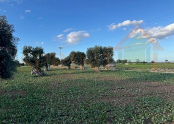 IMG_2493.jpg - Terreno agricolo Contrada Egnazia, Monopoli - foto 4