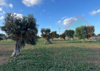 IMG_2495.jpg - Terreno agricolo Contrada Egnazia, Monopoli - foto 5