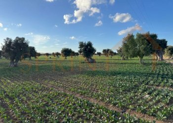 IMG_2496.jpg - Terreno agricolo Contrada Egnazia, Monopoli - foto 6