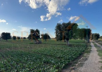 IMG_2499.jpg - Terreno agricolo Contrada Egnazia, Monopoli - foto 7