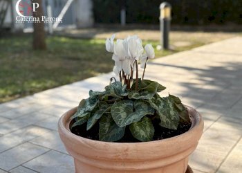 Foto 26 - Villa via Carlo Ginori
 
10, Cecina - foto 26