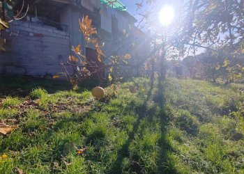 Foto 23 - Casa semi indipendente Carpineto Romano - foto 23