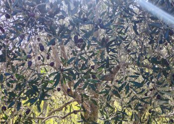 Foto 29 - Casa semi indipendente Carpineto Romano - foto 29