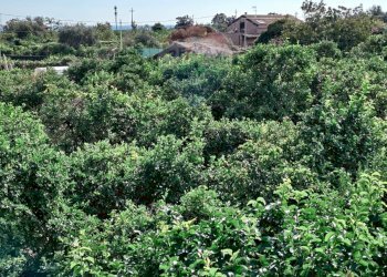 Giardino - Terreno edificabile Via della Rinascita
19, Acireale - foto 5