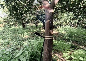 Giardino - Terreno edificabile Via della Rinascita
19, Acireale - foto 7