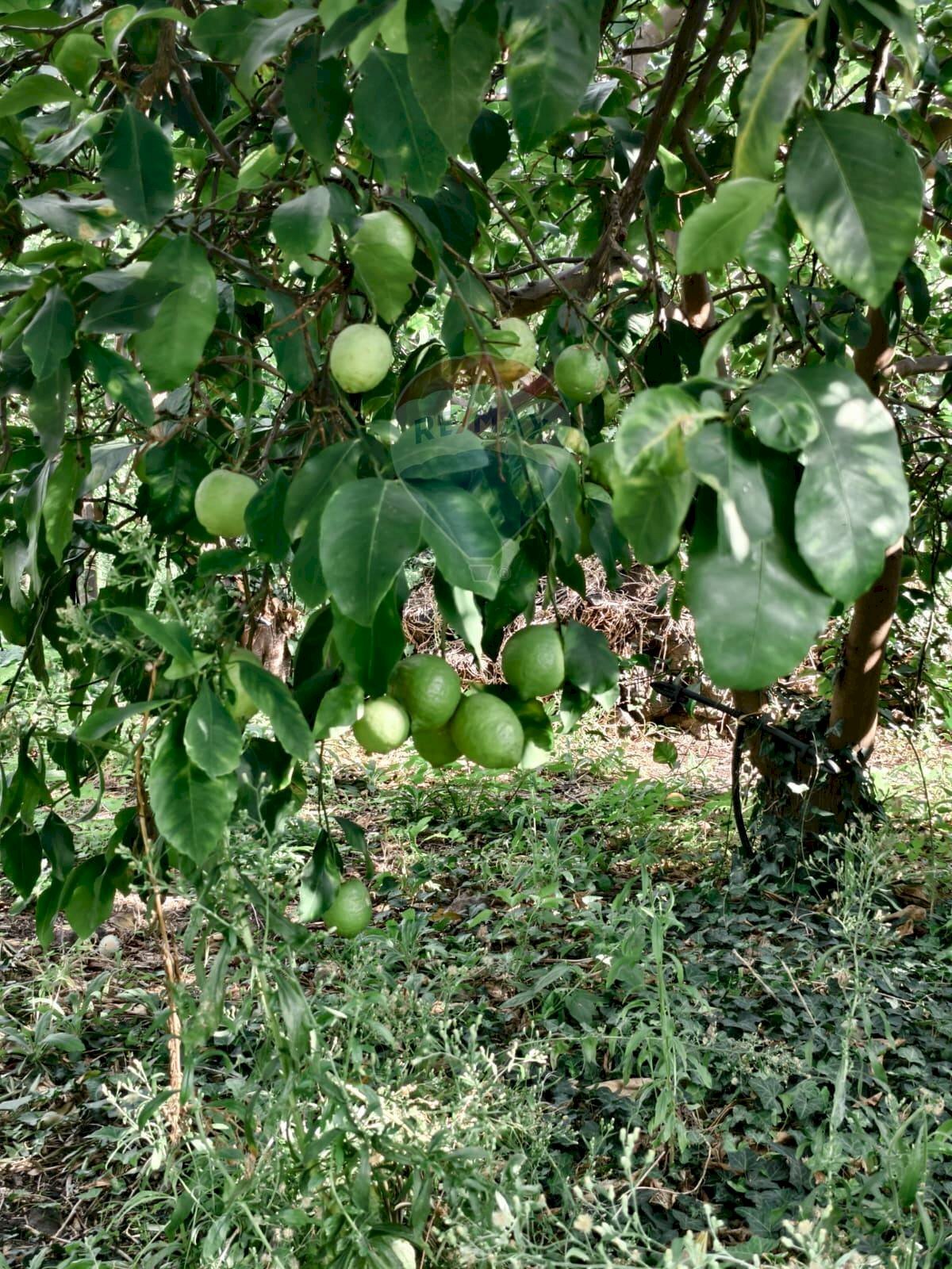 Giardino - Terreno edificabile Via della Rinascita
 
19, Acireale - foto 3