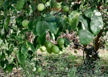 Giardino - Terreno edificabile Via della Rinascita
19, Acireale - foto 3