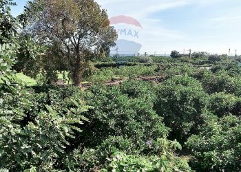 Giardino - Terreno edificabile Via della Rinascita
19, Acireale - foto 4
