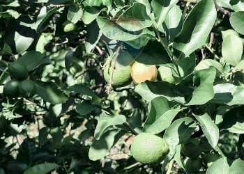 Dettagli - Terreno edificabile Via della Rinascita
19, Acireale - foto 11