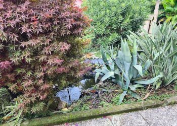 1360834-dzk3xa6k5.jpg - Villa Ameglia - foto 14