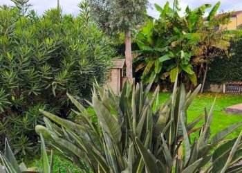 1360834-epr48xn.jpg - Villa Ameglia - foto 16