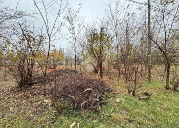 Terreno agricolo Strada galoppatoio, Pinerolo - foto 2