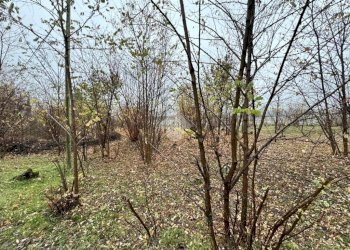 Terreno agricolo Strada galoppatoio, Pinerolo - foto 8