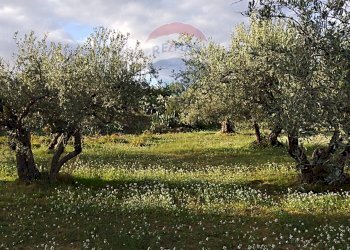 Giardino - Villa Contrada Gatta
 
snc, Mirabella Imbaccari - foto 16