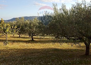 Giardino - Villa Contrada Gatta
 
snc, Mirabella Imbaccari - foto 17
