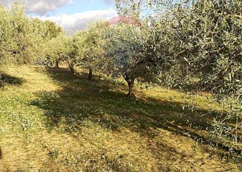 Giardino - Villa Contrada Gatta
 
snc, Mirabella Imbaccari - foto 18