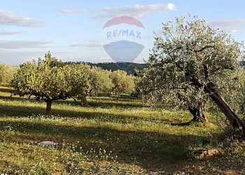 Giardino - Villa Contrada Gatta
 
snc, Mirabella Imbaccari - foto 19