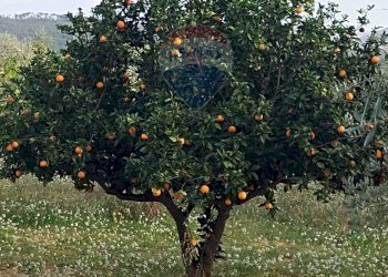 Giardino - Villa Contrada Gatta
 
snc, Mirabella Imbaccari - foto 20
