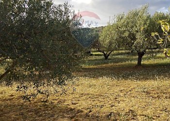 Giardino - Villa Contrada Gatta
 
snc, Mirabella Imbaccari - foto 22