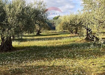 Giardino - Villa Contrada Gatta
 
snc, Mirabella Imbaccari - foto 23