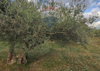 Giardino - Villa Contrada Gatta
 
snc, Mirabella Imbaccari - foto 25