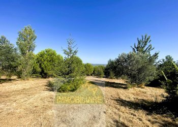 Foto 15 - Terreno agricolo Cupello - foto 15